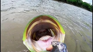The Pursuit for Amazon Jungle BEASTS! (NONSTOP GIANT FISH)