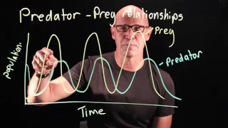 Predator prey relationships