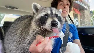 Taking my pet raccoon through the drive thru (one year later!)