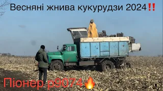 Перші жнива в 2024 році‼️🤔Нива на збиранні кукурудзи💪🔥 Зняли відео з власником БАРАХОЛКИ‼️