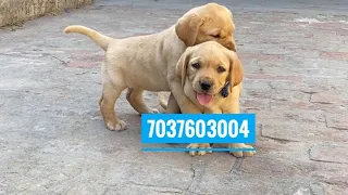 7037603004 🤙Dog Shop Moradabad Muzaffarnagar New Delhi Ghaziabad Meerut Bijnor Rampur #labrador Dog