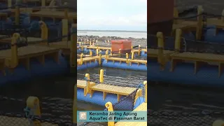 Budidaya Ikan Kerapu di Keramba Jaring Apung AquaTec, Pasaman Barat #short