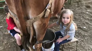 Kids Tag-Team Milking a Cow || ViralHog