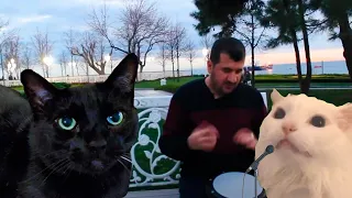 Ievan Polkka (Official Video HD) - Cat Cover | CATe