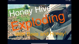 Beekeeping for Beginners | Honey Hive Exploding!