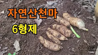 #천마산행#풍달구#천마