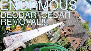 ENORMOUS Deodar Cedar Removal!!!