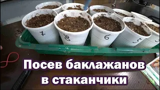 Сеем баклажаны в стаканчики