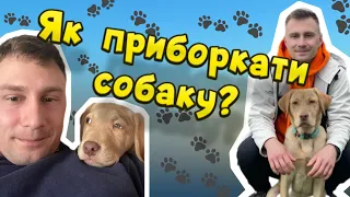 Як приборкати собаку? Як стати Вожаком? Цуценя домінує!