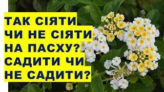 Чи можна сіяти насіння чи садити картоплю в свято Пасхи?