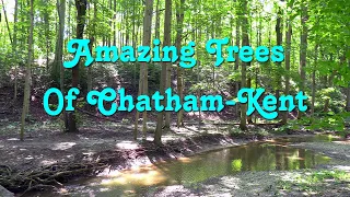 Amazing Trees Of Chatham Kent, Ontario