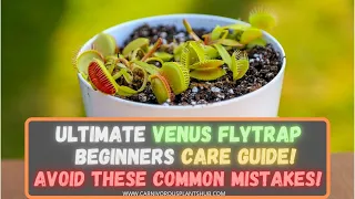 Venus Flytrap Care 101 For Beginners: How To Repot A Lowes Venus Flytrap - Common Mistakes To Avoid!