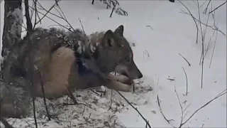 Десятый волк. Якутия. Видео от волчатника Юрия.