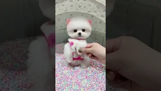 Tik Tok Chó Phốc Sóc Mini 😍 Funny and Cute Pomeranian #76 #dogcute #babydog