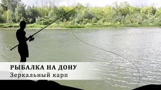 Рыбалка на дону. Зеркальный карп.