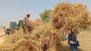 Wheat hervesting in punjab Pakistan 2024