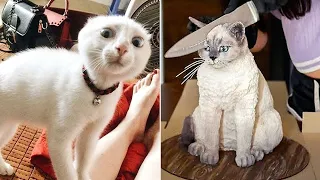 FUNNY CAT MEMES COMPILATION OF 2022 PART 15