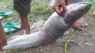 Wow! Amazing Big magur fish catching in mud water pond using a fishing net catch Primitive fishing