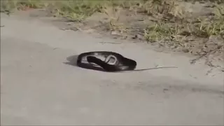 Weird Snake Goes Crazy and Kills Itself [Remix]