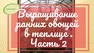 Выращивание ранних овощей в поликарбонатной теплице  Часть 2  Долгих Анна