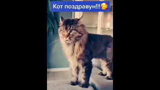 Кот поздравун - Если мой кот меня так поздравит 1 января рано утром, это будет конец