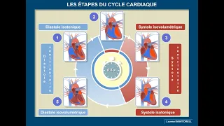 Quelles sont les étapes du cycle cardiaque ?