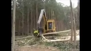 вырубка леса у китайцев )классно ...