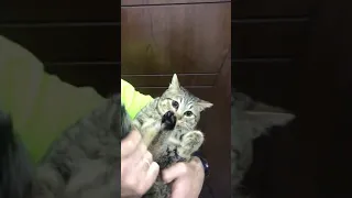 Cat hates its own tail