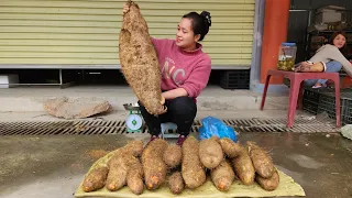 Harvest Wild Tubers Big Underground and bring them to the market to sell | Lý Thị Ca