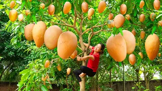 Harvesting Pink Mango, Cook bone broth and stew pork Goes to the market sell | Phuong - Harvesting