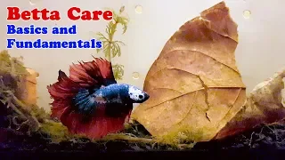 How to Properly Take Care of your Betta Fighting Fish