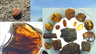 Canadian Amber: A Snapshot of a Late Cretaceous Forest and its Inhabitants