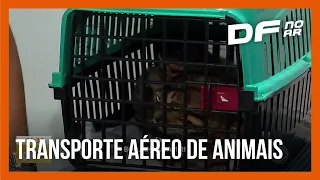 Saiba como fazer o transporte correto de animais em viagens aéreas | DF no Ar