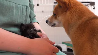 Shiba Inu, the eyes of a mother who sees the mischievousness of a kitten are so precious.