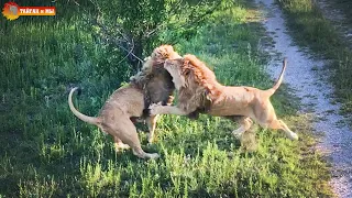 Битва на границе прайдов - владения вожака под угрозой. Тайган. Battle of prides. Lions in Taigan