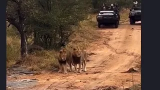 Tumbela & Nkuhuma male Lions Patrolling | 14 May 2024