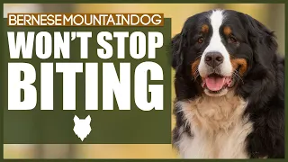 How To Stop Your BERNESE MOUNTAIN DOG BITING