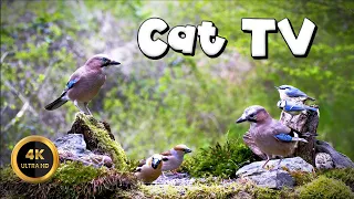 Cat TV for Cats to Watch 🐈 - THE BIRDS ARE AMAZING 🐦‍⬛ (4K)