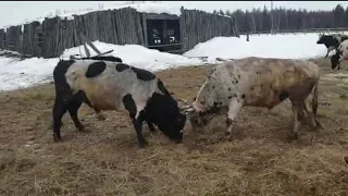 Бескомпромиссная драка якутских быков.