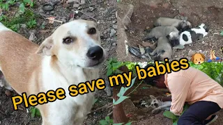 Poor Momma Dog Has No Nest For Her Puppies, Asks For Help 🐶🙏🏻 ||Mother dog lets us to help