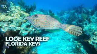 Best Snorkeling Trip in Florida Keys - Looe Key Reef is thriving - Reef Shark, tropical fish