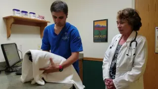 Using a Towel to Safely Put Cat in a Carrier