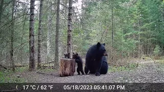 Trail Cam - Bear and Cubs, Coyote, Deer, Turkeys, Porcupine
