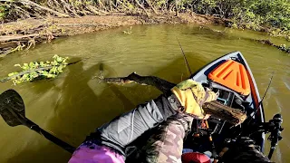 Tinha tudo para da ERRADO na Estreia do Caiaque Tuna 115 no mangue /pescaria