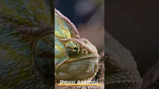 Beautiful Footage: Chameleon Are Amazing | National Geographic #chameleon