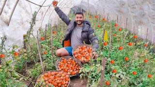 TAMATAR KI BUMPER PAIDAWAR 🍅 @OrganicAcre