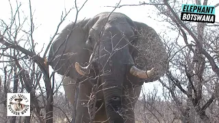 Exciting Finish to Botswana Hunt for a Giant Elephant