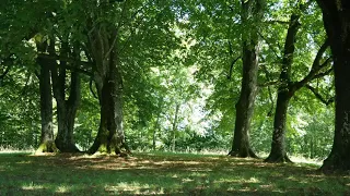 Пение соловья и лесных птиц. Singing nightingale and forest birds.