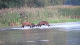 Rotwildbrunft – Faszination der Hirschbrunft in Deutschland | Hirschjagd in Sachsen