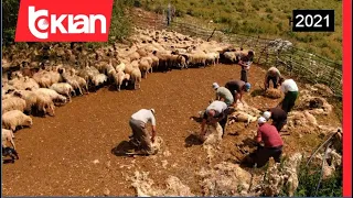 Kendrevica, mali qe prek diellin - Histori shqiptare nga Alma Çupi